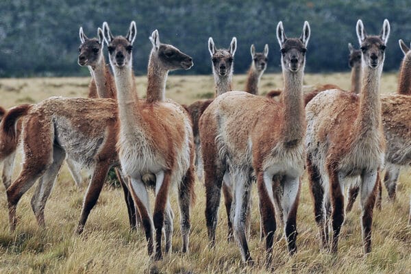 Desde la Patagonia se suman a las Rurales del NEA y piden medidas para el manejo del guanaco