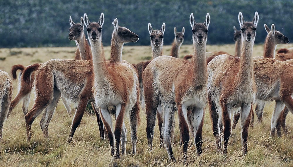 Desde la Patagonia se suman a las Rurales del NEA y piden medidas para el manejo del guanaco