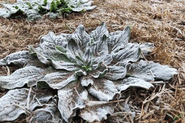 Heladas tardías sorprendieron a gran parte de la región pampeana