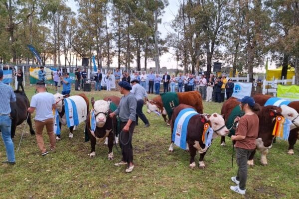 La “vaca viva” también se hace fuerte en la Patagonia y alimenta el crecimiento de los Hereford