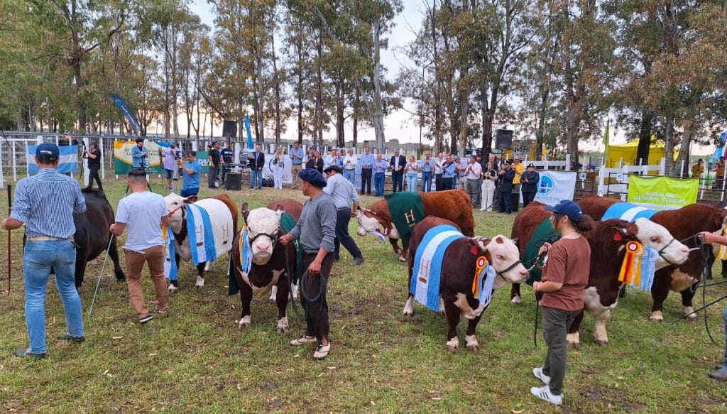 La “vaca viva” también se hace fuerte en la Patagonia y alimenta el crecimiento de los Hereford