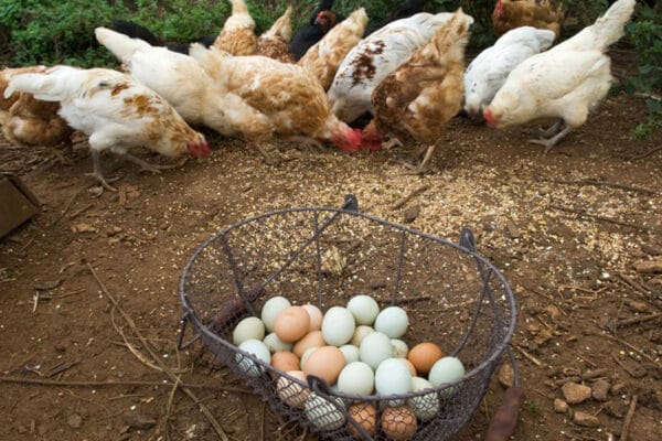 Se viene la Semana Mundial del Huevo: los números de una cadena que se expande en Argentina