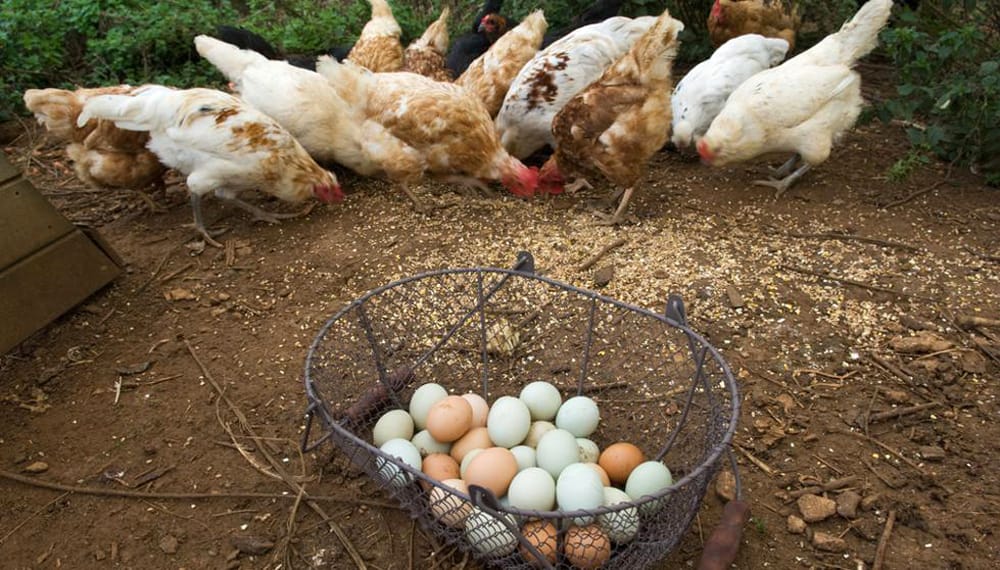 Se viene la Semana Mundial del Huevo: los números de una cadena que se expande en Argentina