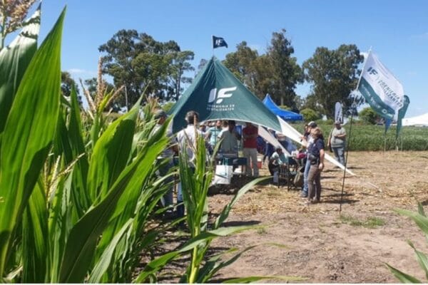 Por la vía foliar, la fertilización con nitrógeno gana eficiencia y productividad