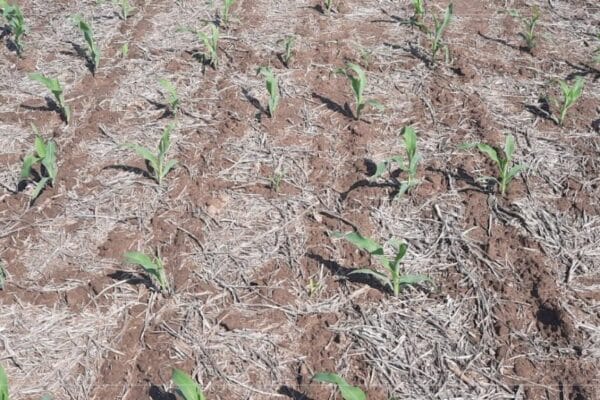 En la siembra gruesa, el maíz no levanta cabeza, pero se activa la soja