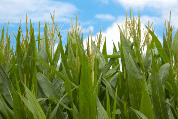El maíz argentino se fortalece con nuevas biotecnologías de resistencia a insectos y a herbicidas