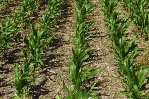 Refertilización con nitrógeno, un camino para llevar al maíz a mayores rindes