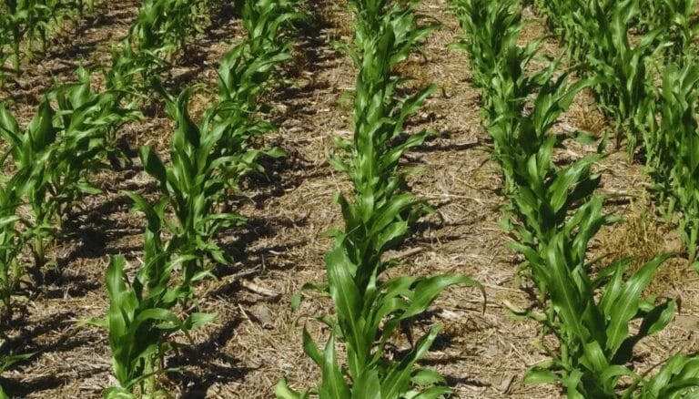 Refertilización con nitrógeno, un camino para llevar al maíz a mayores rindes