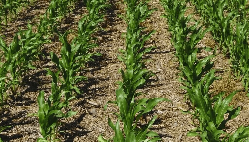 Refertilización con nitrógeno, un camino para llevar al maíz a mayores rindes