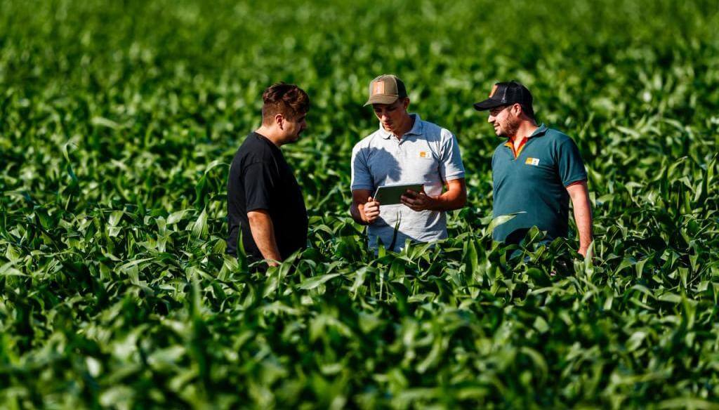 ¿Retrasar la siembra de maíz?: El análisis de una campaña desafiante para un cultivo fundamental