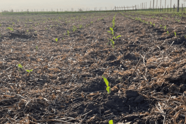 ¿El maíz tardío sale del olvido?: en la zona núcleo resurge como opción ante la falta de agua