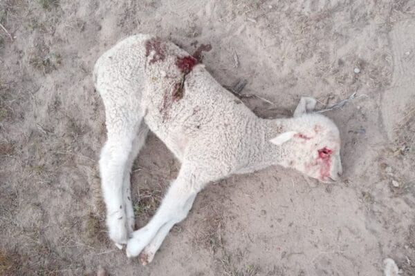 “Nos están dejando sin ovejas”: el relato de un productor de la Patagonia que sufre por los pumas