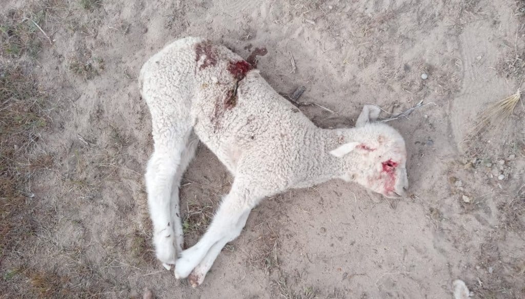 “Nos están dejando sin ovejas”: el relato de un productor de la Patagonia que sufre por los pumas