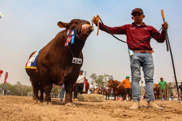 El modelo ganadero de Paraguay, un caso de éxito que busca expandirse a nivel internacional