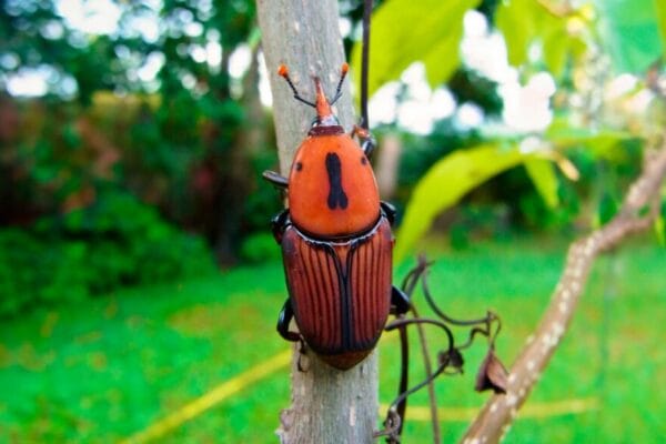Argentina, en alerta fitosanitaria nacional por el picudo rojo de las palmeras Argentina, en alerta fitosanitaria nacional por el picudo rojo de las palmeras