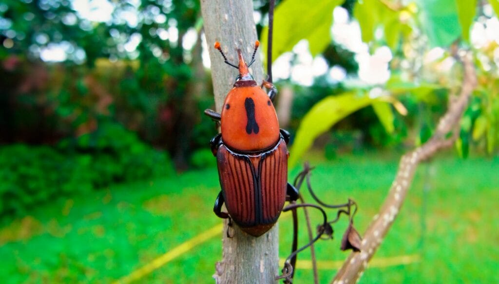 Argentina, en alerta fitosanitaria nacional por el picudo rojo de las palmeras