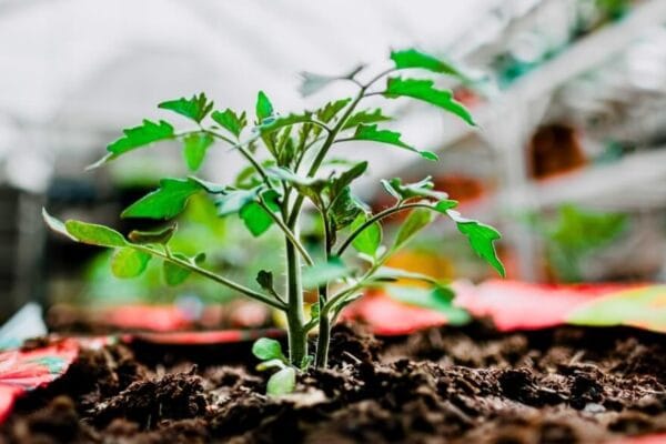 Comenzó octubre y las huertas están “del tomate”: ¿cómo elegir los mejores plantines?