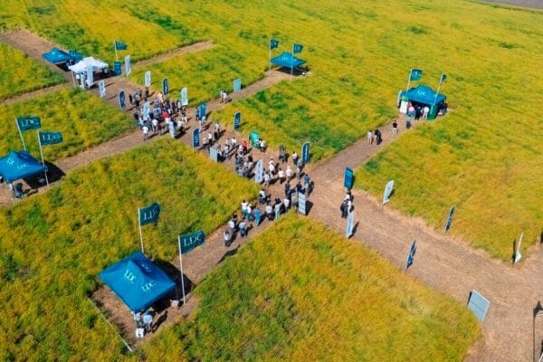 La camelina, como reemplazo de los barbechos: “Estamos desperdiciando 10 millones de hectáreas”