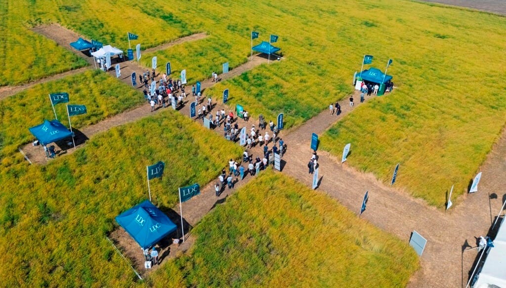 La camelina, como reemplazo de los barbechos: “Estamos desperdiciando 10 millones de hectáreas”