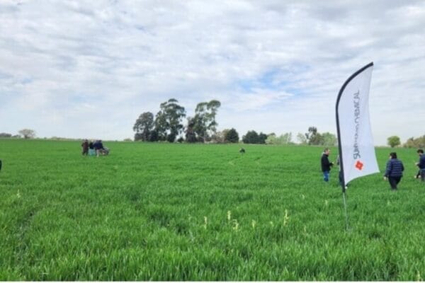 La “ruta de la roya”: una guía para sortear los obstáculos de las enfermedades en trigo y cebada