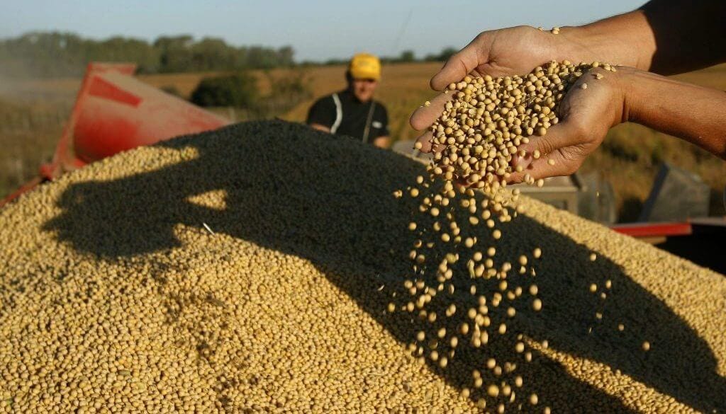 Biocombustibles: en Estados Unidos se ralentizaron las compras de aceite de soja y cayó la demanda