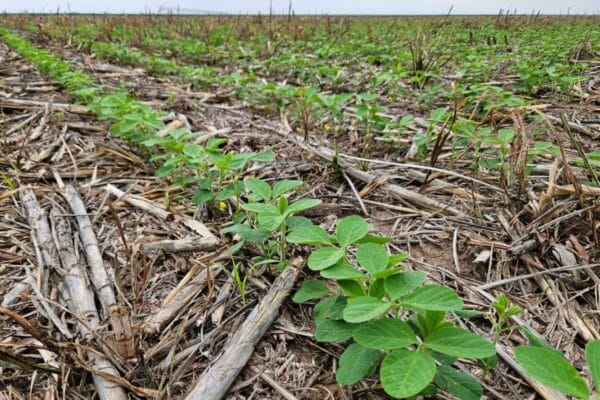 Soja: ante los problemas de calidad de las semillas, los fitoreguladores traen una solución