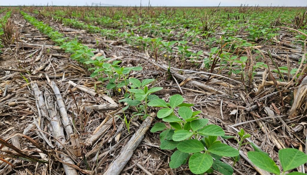 Soja: ante los problemas de calidad de las semillas, los fitoreguladores traen una solución