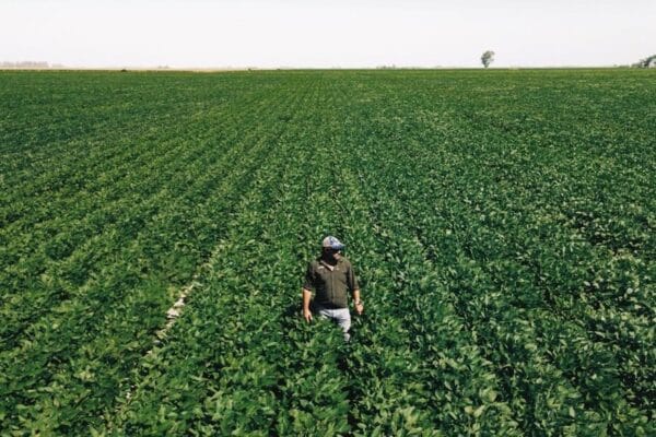 La soja busca recuperar protagonismo y tiene en la biotecnología un refuerzo de primer nivel