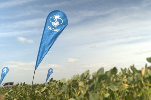 Fertilización: cómo lograr una soja más “fuerte” desde la semilla hasta etapas reproductivas