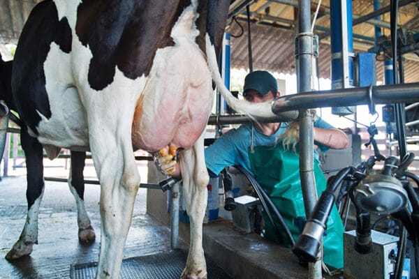 La producción de leche se recupera a paso firme y el último trimestre podría terminar con saldo positivo