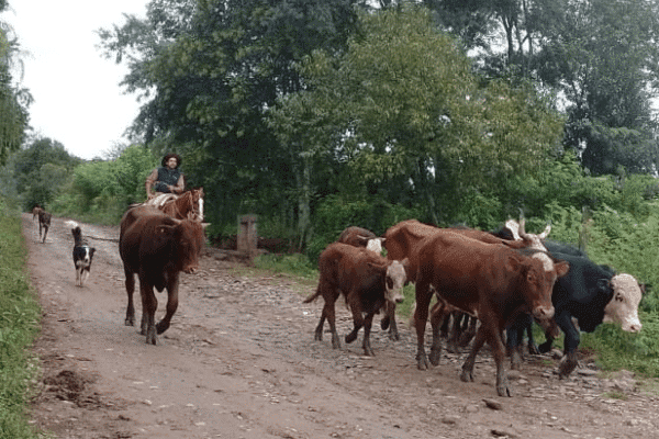 Trabajadores rurales de Buenos Aires, Córdoba y Santa Fe cobrarán un bono extraordinario de $ 65.000