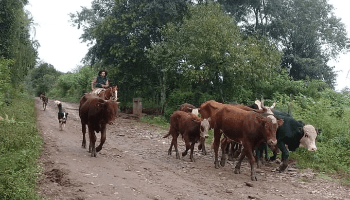 Trabajadores rurales de Buenos Aires, Córdoba y Santa Fe cobrarán un bono extraordinario de $ 65.000