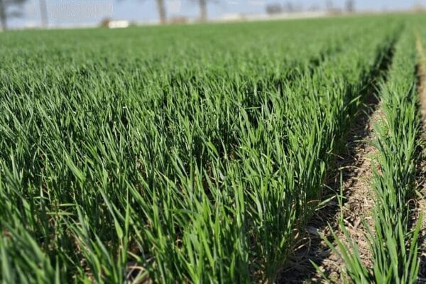 El trigo pierde toneladas, pero aún tiene chances de hacer una producción histórica