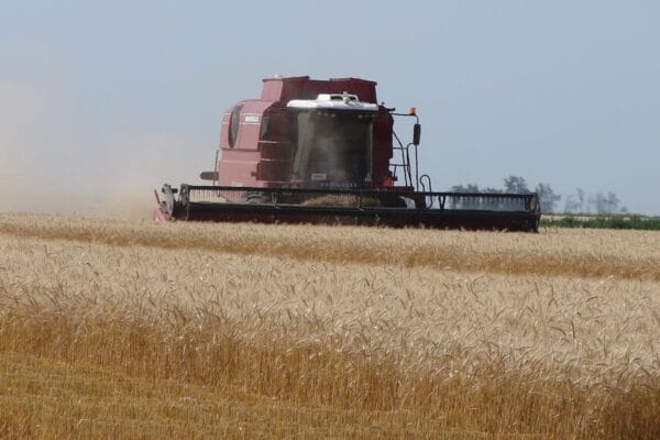 Las Bolsas y los molinos salen a buscar el primer lote de trigo 2024/25