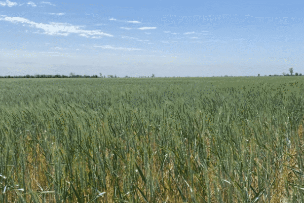 El NOA puso en marcha la cosecha de trigo 2024/25, con rendimientos poco alentadores