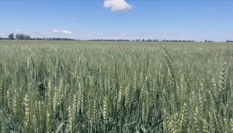 Las lluvias trajeron un pan bajo el brazo: las expectativas de rendimientos en el trigo vuelven a crecer