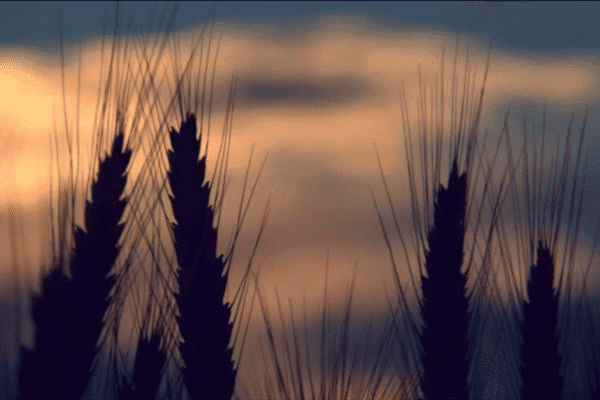 Rusia traba sus exportaciones de trigo y vuelve a generar incertidumbre en el mercado mundial