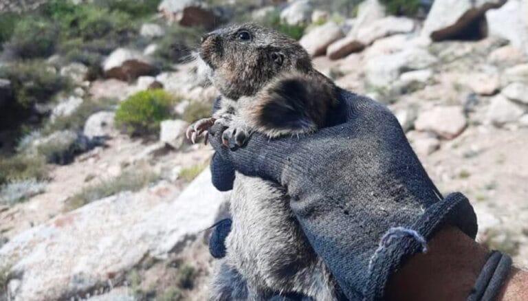 Descubrimiento en Mendoza: un roedor único en el mundo habita entre los viñedos del Valle de Uco