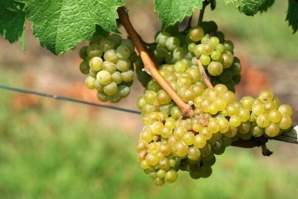 “El 94% de los viñedos son de alta calidad”: Buenos Aires comienza a fortalecerse en el mapa del vino