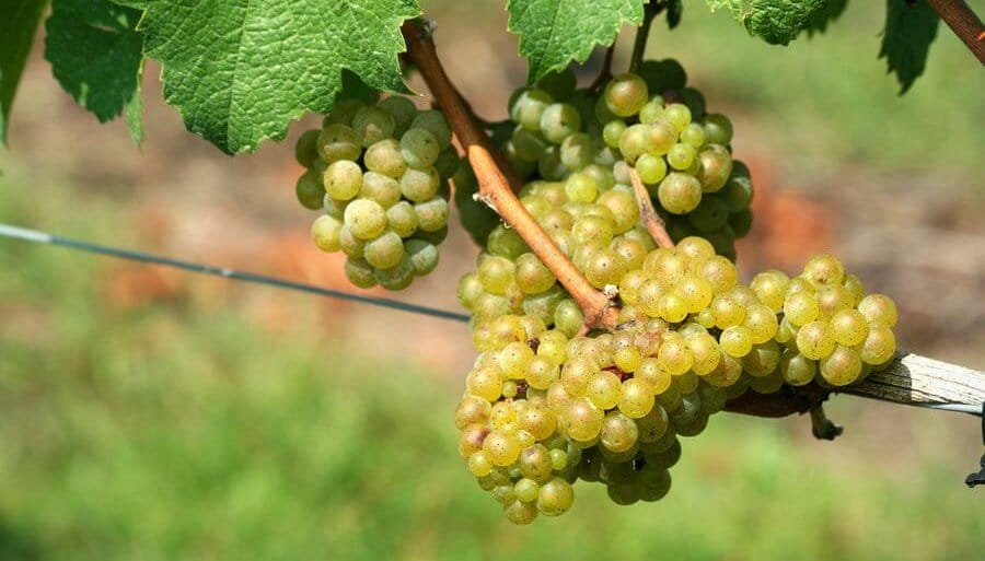 “El 94% de los viñedos son de alta calidad”: Buenos Aires comienza a fortalecerse en el mapa del vino