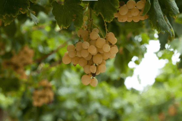 Mendoza: emiten la primera alerta para el control de la polilla de la vid