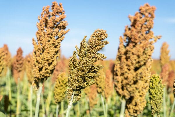 Radiografía del sorgo, un cultivo con todo el potencial para dar el salto productivo