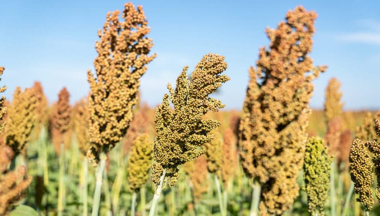 Radiografía del sorgo, un cultivo con todo el potencial para dar el salto productivo