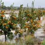 Reclaman más apoyo y concreción en las ayudas del Gobierno a los agricultores y ganaderos y agilizar los tratamientos fungicidas