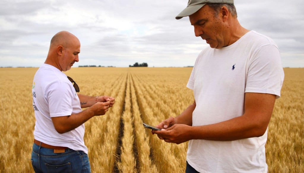 De la zona núcleo al sur de Buenos Aires, el trigo llena sus espigas de buenas expectativas