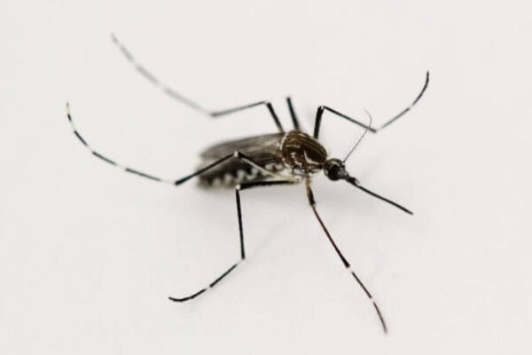 Cómo frenar al Aedes aegypti y prevenir el dengue: las recomendaciones de una empresa del agro Cómo frenar al Aedes aegypti y prevenir el dengue: las recomendaciones de una empresa del agro