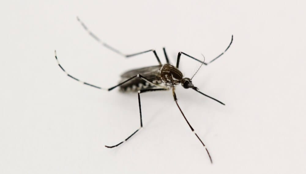 Cómo frenar al Aedes aegypti y prevenir el dengue: las recomendaciones de una empresa del agro