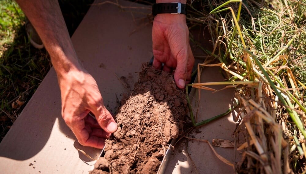 Desde General Cabrera, el maní también se suma a la ola de la agricultura regenerativa