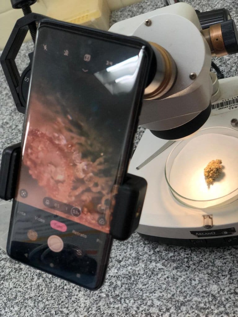 San Juan, la tierra del aceite de oliva que también le pone fichas a otro aceite: el de cannabis