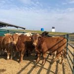 Agricultores y ganaderos de la UE piden a los Gobiernos que frenen Mercosur: solo la cabaña bovina española perdería 2.700 millones al año